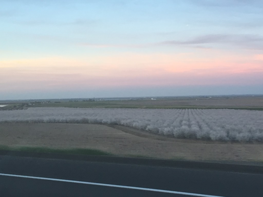 Almond blossom display on I-5