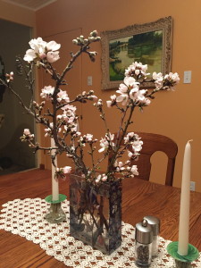 Apricot cutting blossoms