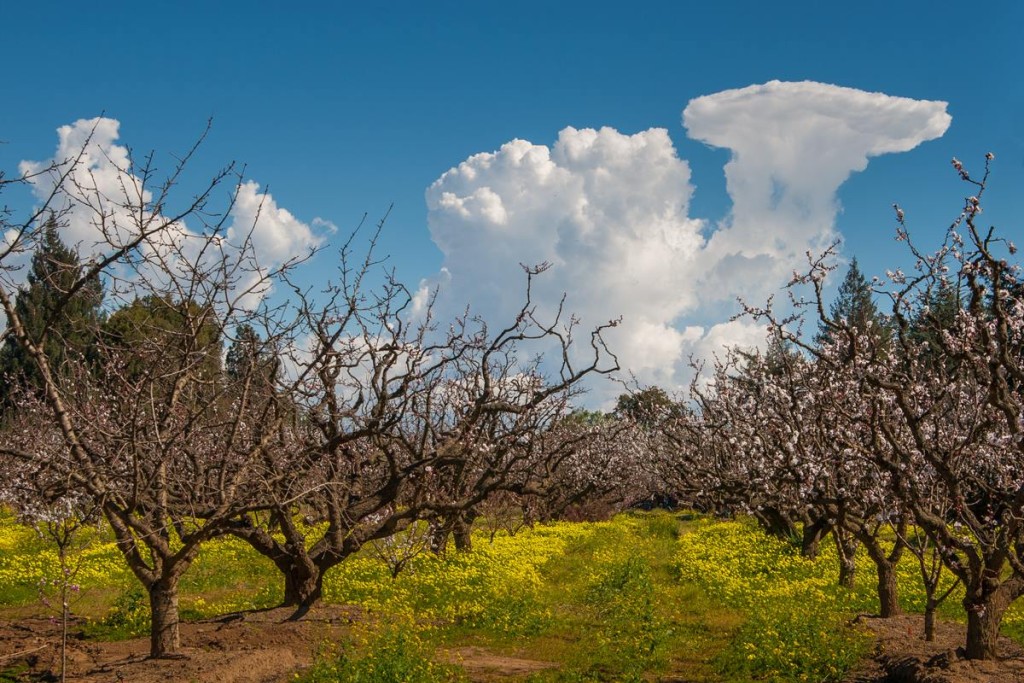 apricot orchard blossoms