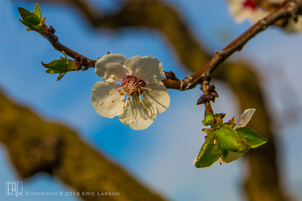 Apricot blossom