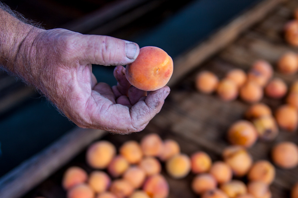  Weathered farm hands