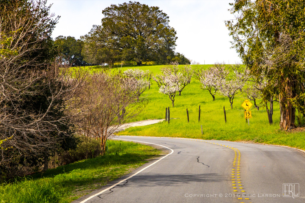 Deer crossing