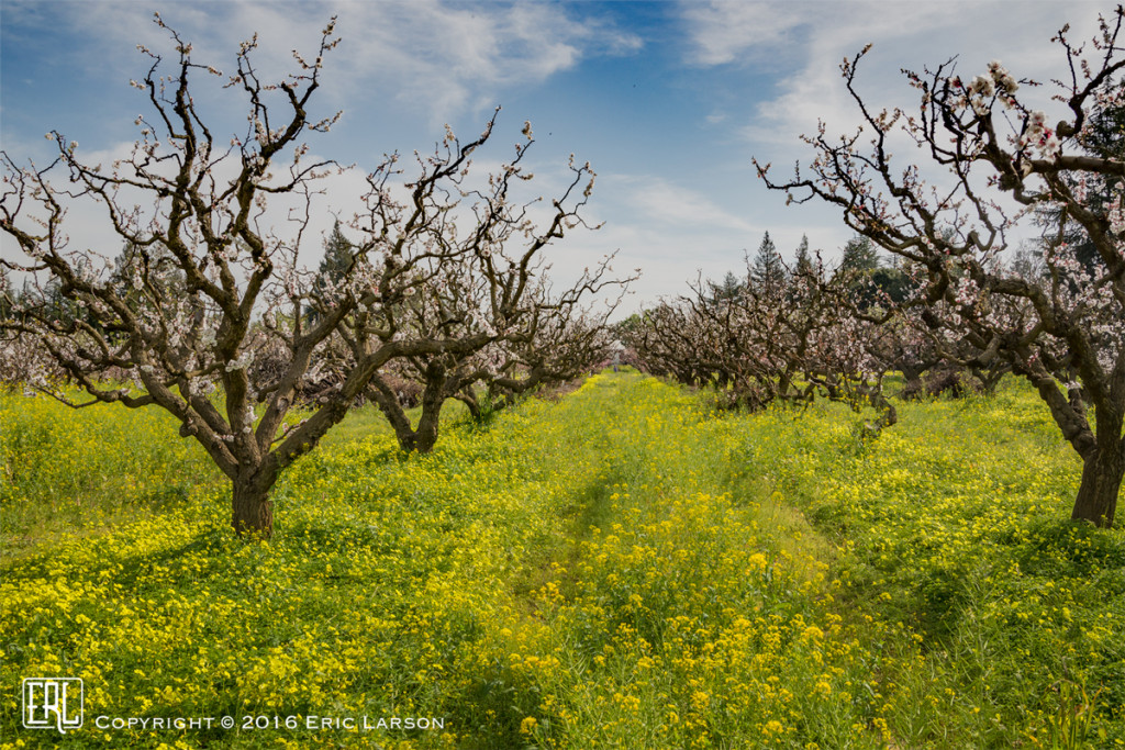 Mustard growing in the orchard