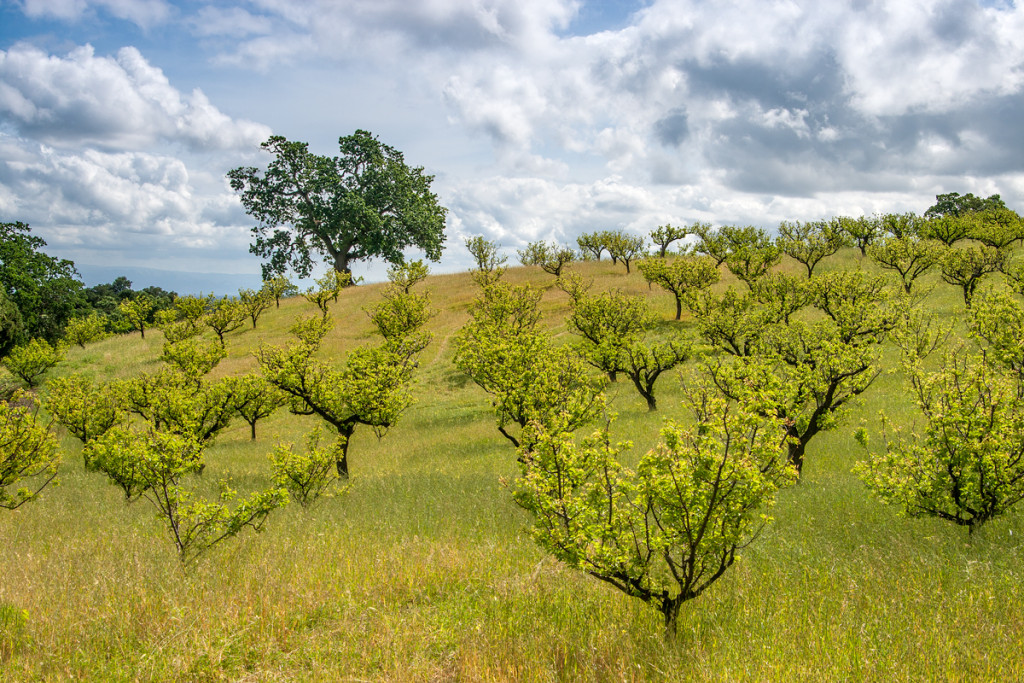 Packard Ranch apricot orchard