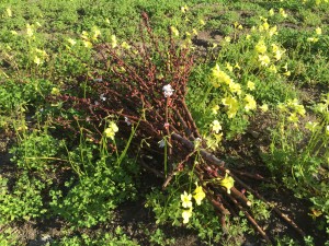 Apricot cuttings