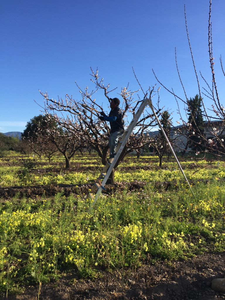 Pruner at Saratoga Heritage Orchard