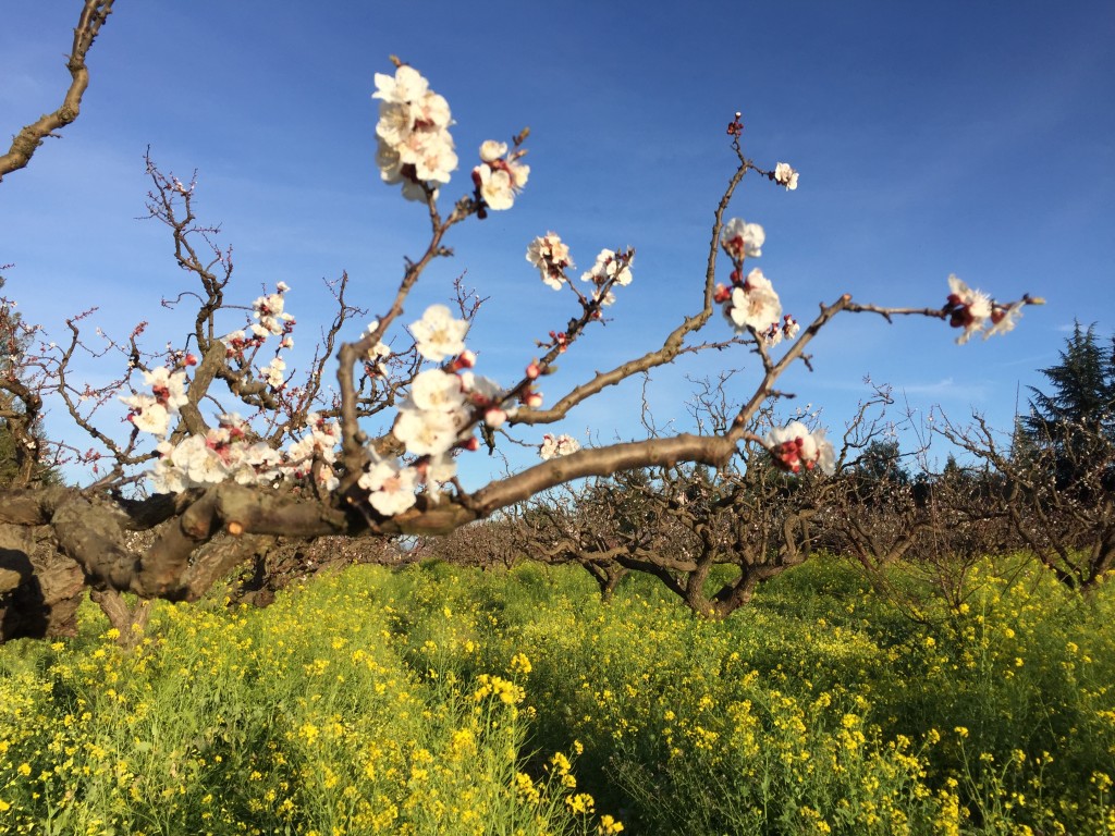 Novakovich apricot blooms