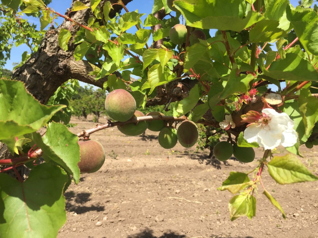  Late bloom on apricot tree in Saratoga Heritage Orchard