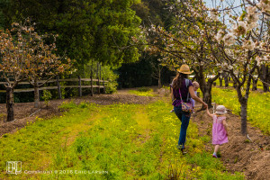 Hand in hand through the orchard