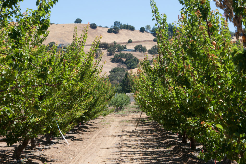 In Andy's Orchard