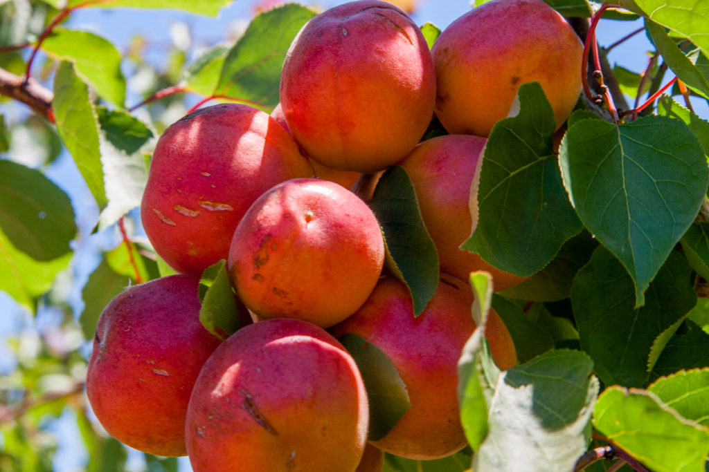 Bonny Royal apricots