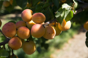 Ripe Apricots, Fairhaven Orchards