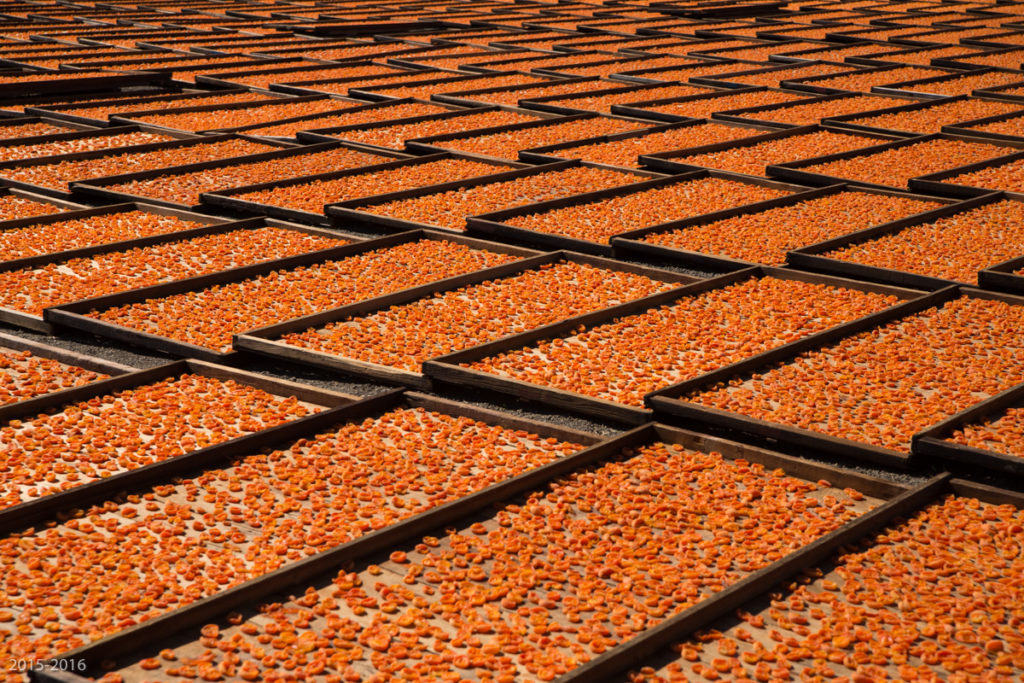 Drying trays filled with apricots