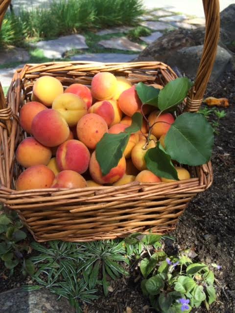 Fresh Blenheim apricot basket