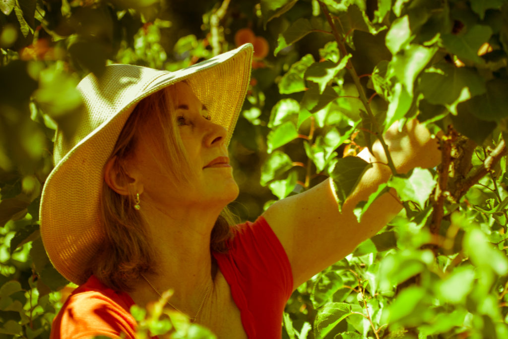 Lisa's Apricot Tree