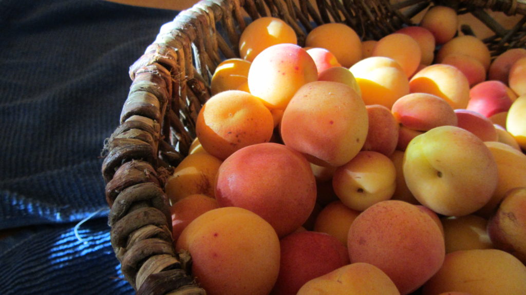 My Basket full of Blenheim beauties