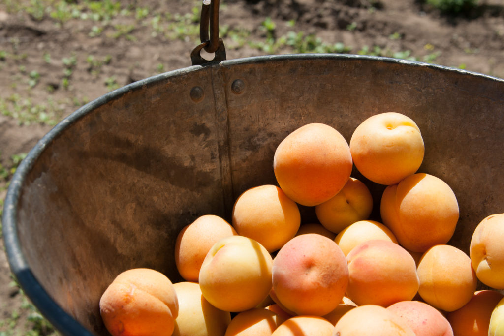 Bucket full of Blenheims