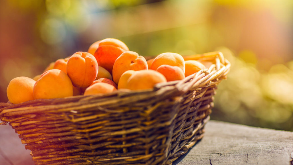 Apricots from Valais