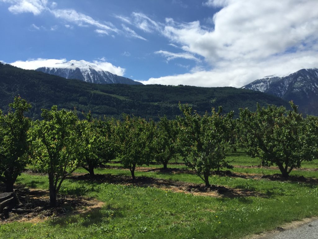 View of Swiss apricot orchard with Alps in the background