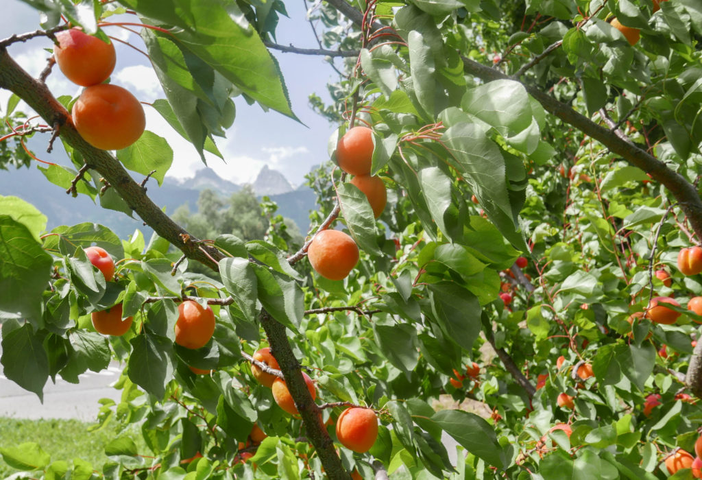 Swiss Apricot Orchard