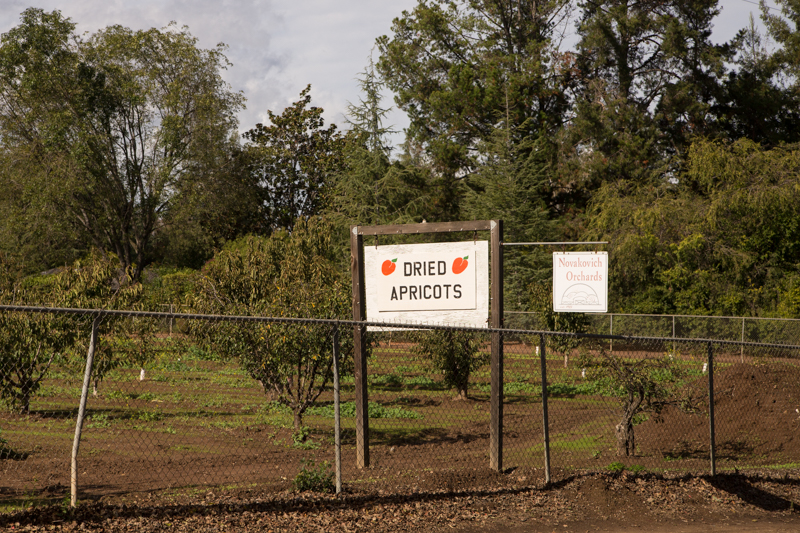 Novakovitch Orchards