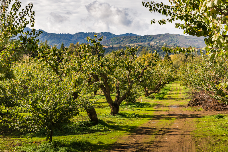 Saratoga Hills through the orchard