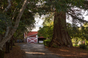 Driveway into the Orchard