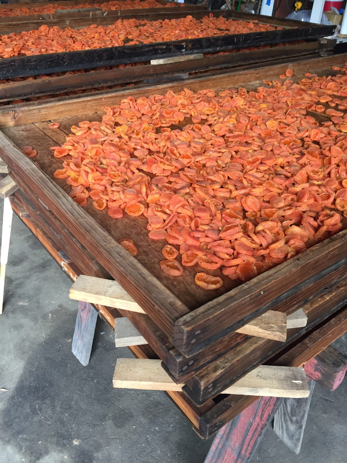 Dried Apricot Harvest at Novakovich Orchards