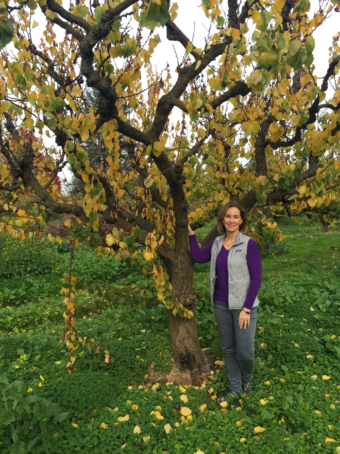 Late Fall Color on apricot trees in Novakovich Orchards