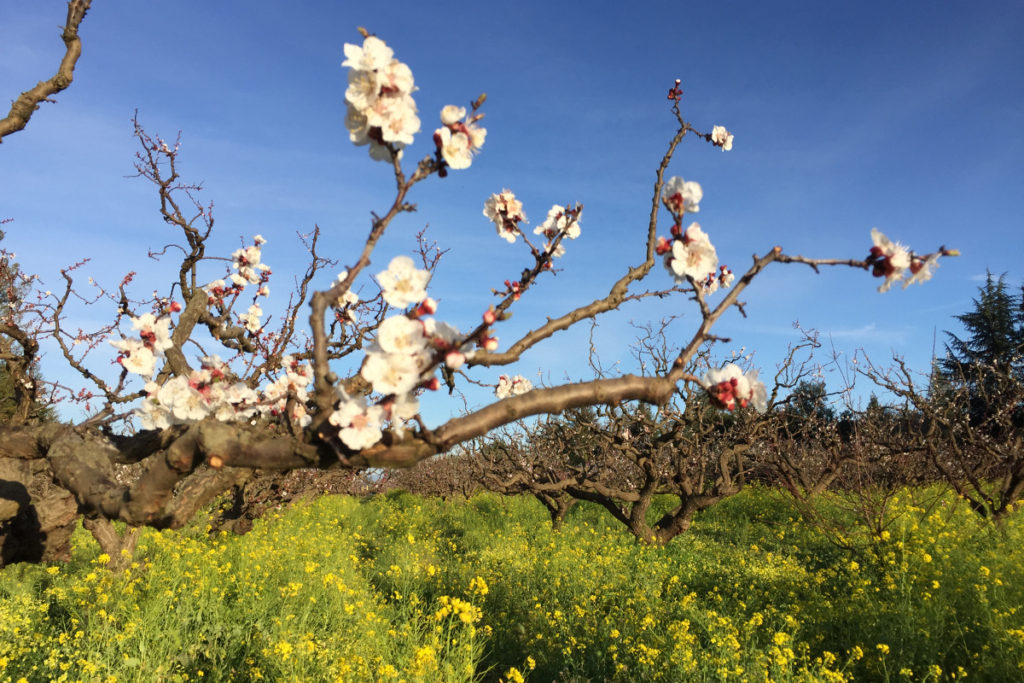 Spring blossoms