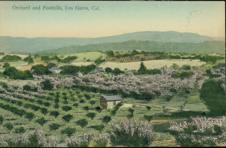 Los Gatos Orchards & Foothills
