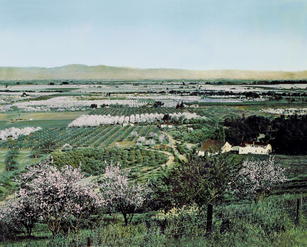 Historic Santa Clara Valley Blossoms
