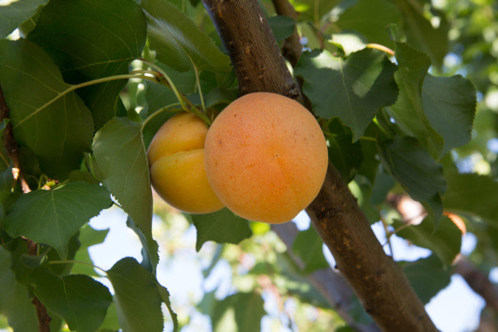 fresh apricots on the tree