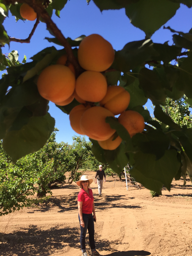 Harvest Time at Novakovich Orchards