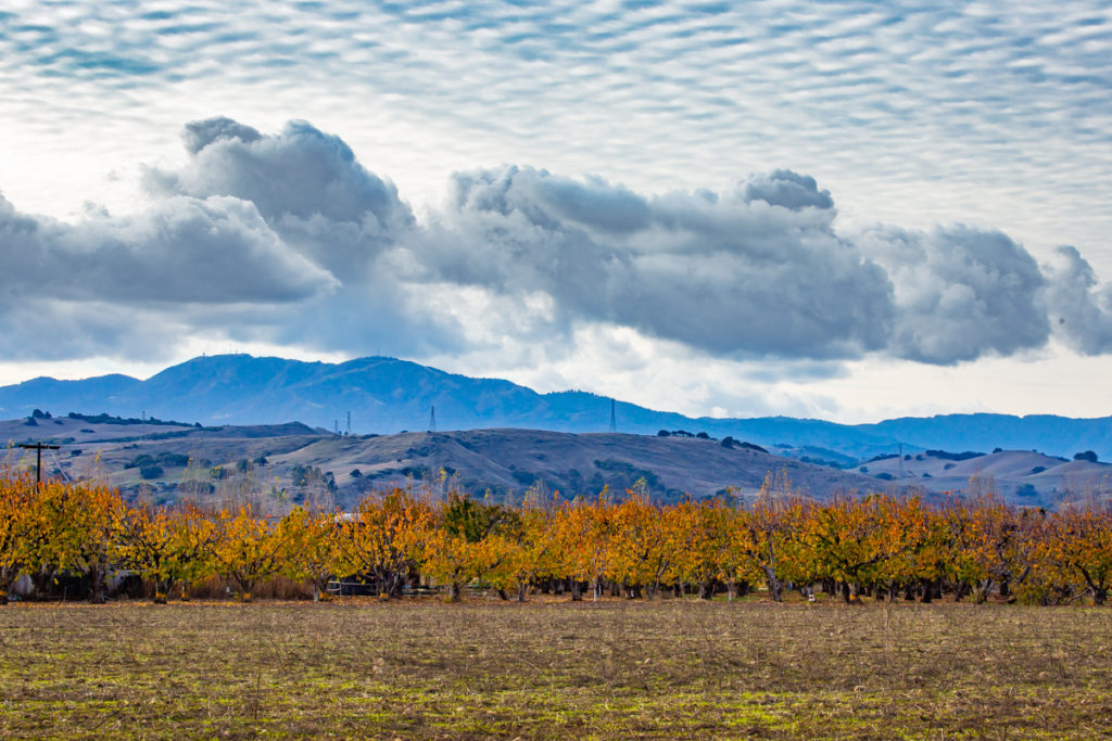 Valley of Heart's Delight – For the Love of Apricots