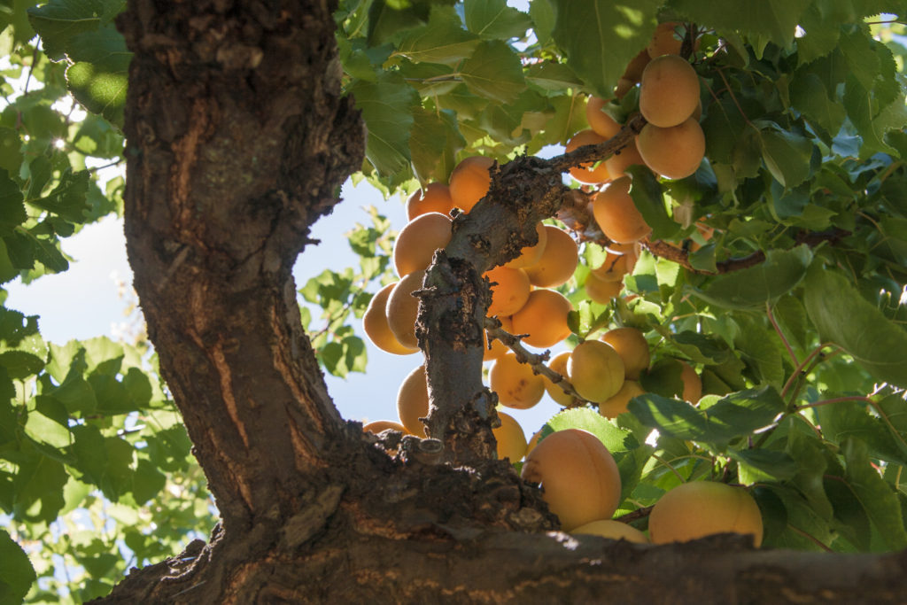 Heaven is in this tree