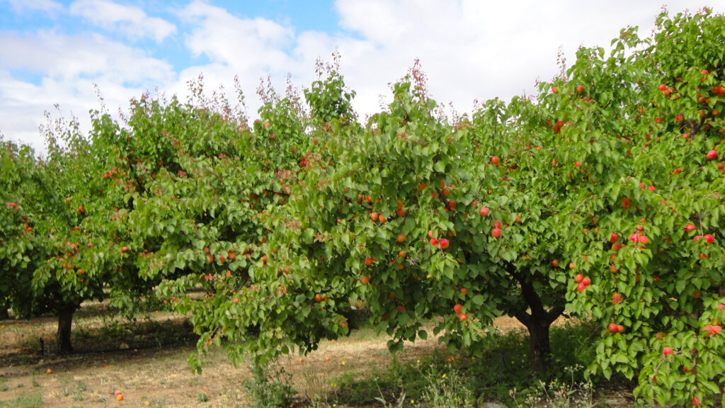Bonny Royal apricots at Bonacich Orchards