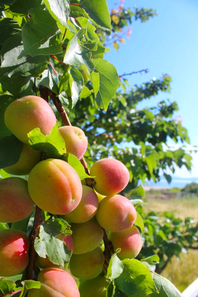 Croatian Apricots