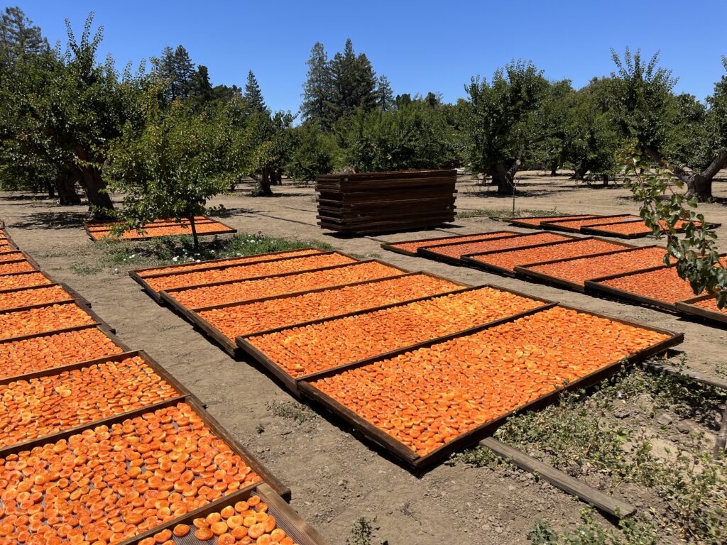 Saving fresh eggs for winter — Sweet Apricots